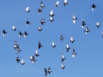 Low angle view of birds flying in sky