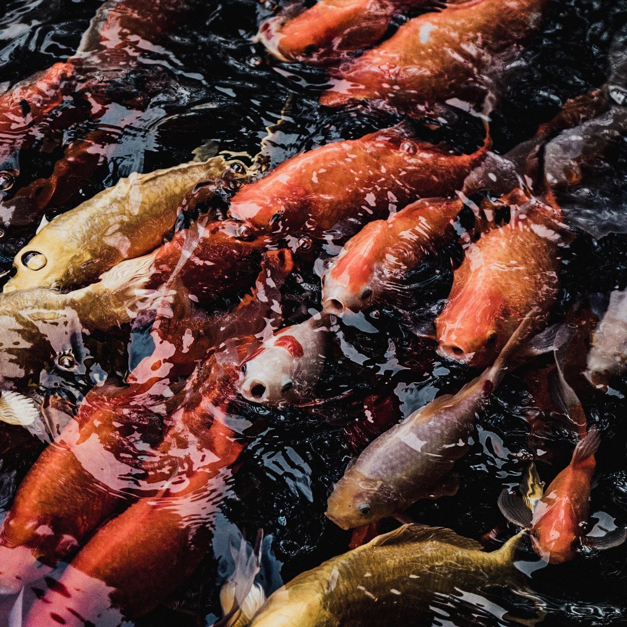 FISHES SWIMMING IN SEA