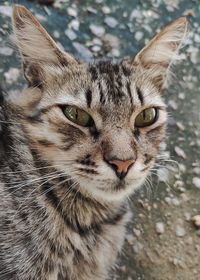 Close-up portrait of a cat