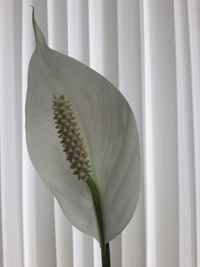 Close-up of white flowers