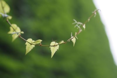 Close-up of leaves on plant