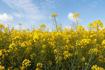 Yellow flowering plants on field against sky