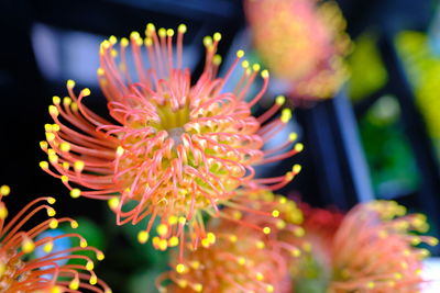 Close-up of pink flower