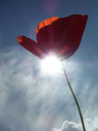 Low angle close-up of poppy against sky on sunny day