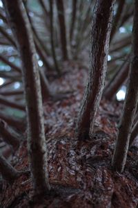 Close-up of tree trunk in forest