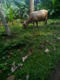 Horse on field