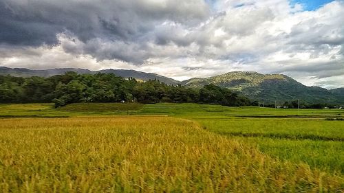 Scenic view of agricultural field against sky