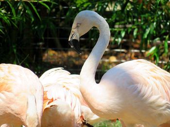 Close-up of flamingoes on field