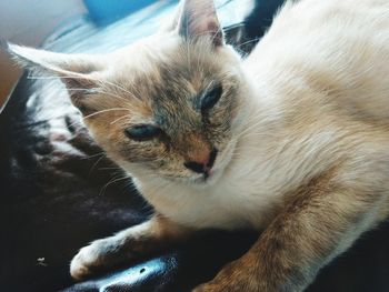 Close-up portrait of a cat at home