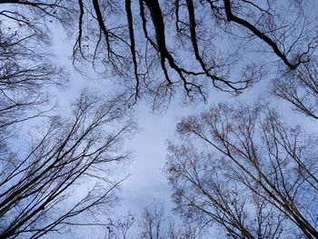 Low angle view of silhouette trees against sky