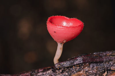 Close-up of red mushroom growing outdoors