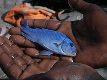 Close-up of hand holding fish