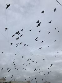 Low angle view of silhouette birds flying against sky