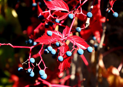 Close-up of red berries growing on tree