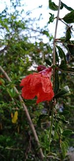 Close-up of red rose flower