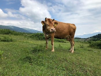 Cow standing in a field