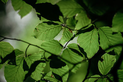 Close-up of green leaves