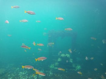 View of fish in sea