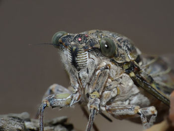 Close-up of insect