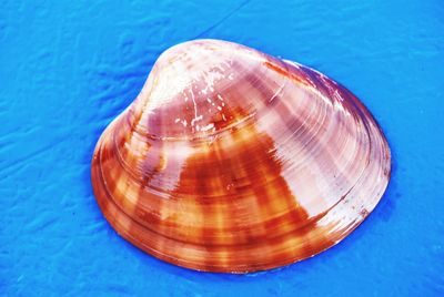 High angle view of seashell on sea