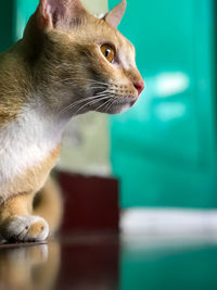 Close-up of cat looking away