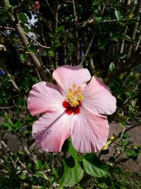 Close-up of pink hibiscus blooming outdoors