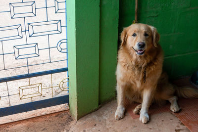 Portrait of dog sitting on wall