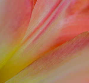 Full frame shot of orange flower