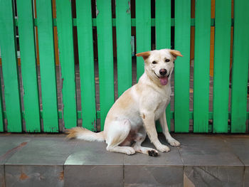 Portrait of dog sitting outdoors