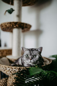 Portrait of cat sitting at home