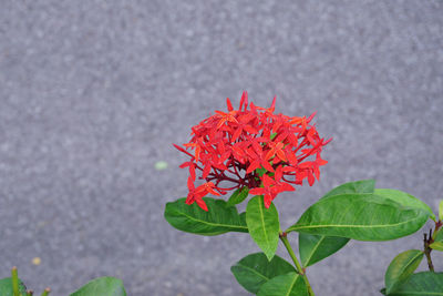 High angle view of red flowers blooming outdoors