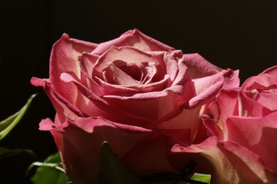 Close-up of pink rose blooming outdoors