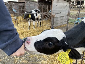 High angle view of cow