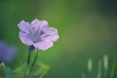 Close-up of purple flowering plant