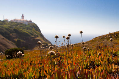 Scenic view of grassy field against clear sky