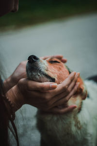 Close-up of hand holding small dog