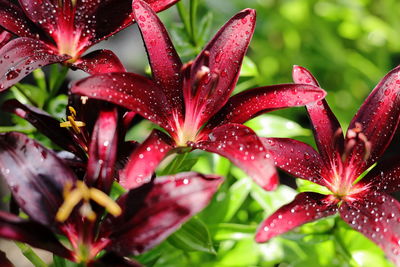 Close-up of water drops on red flowering plant