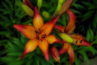 Close-up of orange flower