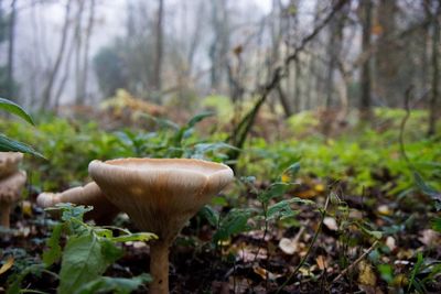Close-up of mushroom growing in forest