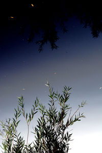 Low angle view of tree against sky at night