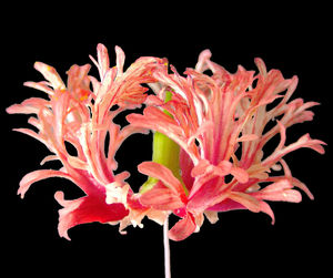 black background