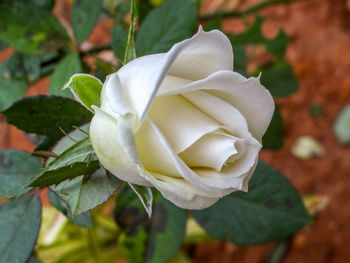 Close-up of white rose