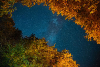 Trees in forest against sky at night