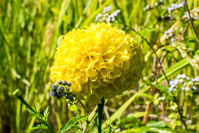 Close-up of bee pollinating on flower