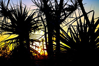 Low angle view of silhouette trees against clear sky