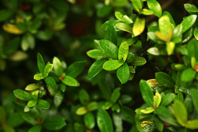 Close-up of fresh green leaves