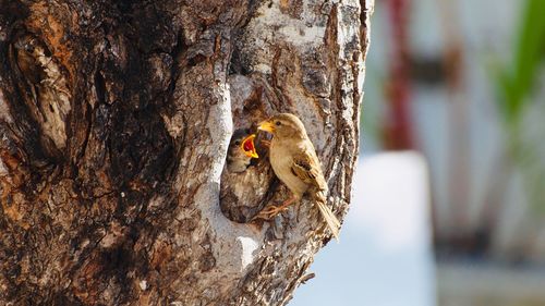 Close-up of a bird perching on tree trunk