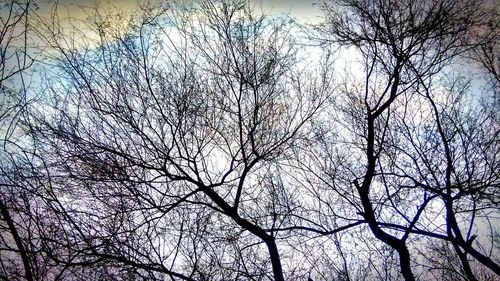 Low angle view of tree against sky