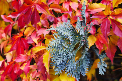 Close-up of autumn leaves on plant