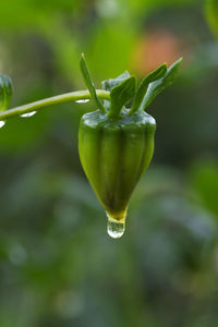 Close-up of lemon growing on plant